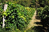Norton vines (Rappahannock Cellars, Huntly, Virginia, USA)