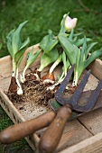 Tulpen mit Zwiebeln und Gartenwerkzeuge in einer Holzkiste
