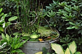 Miniature garden pond in old zinc tub