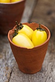 Yellow plum tomatoes (Cream Sausage) in terracotta pot