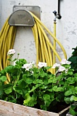 Flower box in front of a coiled up garden hose hanging on the wall