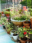 Assorted flower pots with blooming plants on a balcony