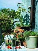Sunny balcony with plant pots and mini greenhouse