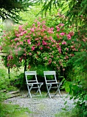 Zwei Gartenstühle vor blühendem Strauch