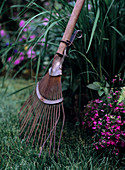 Slightly rusty, vintage rake in garden in front of purple-flowering ground cover plants