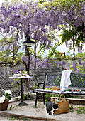 Pleasant seating area with bench and table beneath wisteria-covered arbour