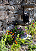Sommerblumen am Steinmauer mit Katze