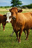 Fleckvieh cattle in a meadow in the Neusiedler See-Seewinkel National Park in Austria