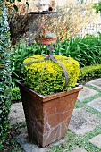 Box bush and iron crown in square terracotta pot on stone flags in garden