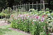 Flowering sweet peas on beanpoles in garden