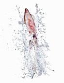Calamari with a water splash