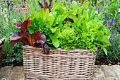 Wicker plant basket with fresh lettuce