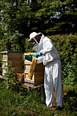 A bee-keeper with honeycombs