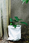 Plant with green leaves in white bag and tree trunk against house facade