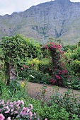The mountain makes a wonderful backdrop for a rose climbing over a pergola
