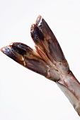 Tail of raw prawn (close-up)