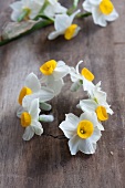 Making a circlet of white narcissus flowers
