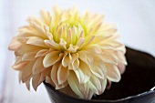 Single white dahlia flower (close up)