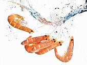 Prawns falling into water