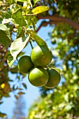 Limes on the tree