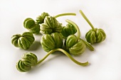 Nasturtium seed pods