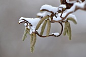Snowy hazel twig