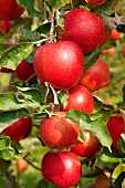 Rote Äpfel am Zweig