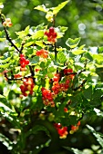 Redcurrants on a bush