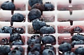 Ice cubes with blueberries in an ice cube tray