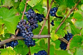 Pinot noir grapes on the vine (Alsace)