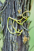 Tendril on a vine