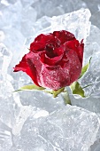 Rote Rose im Eis