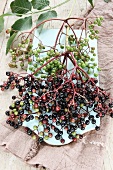 Elderberries in the twig (ripe and unripe)