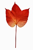 A Virginia Creeper leaf