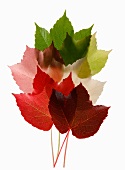 Colorful Virginia Creeper leaves