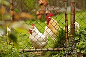 Hahn und Hennen im Bauerngarten