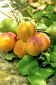 Apricots with twigs and leaves