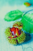 A edible chestnut in a prickly shell
