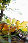 Autumnal oak leaves on grass