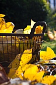 Autumn leaves and wire basket on lawn