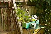 Table next to wooden fence in garden