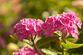 Pink hydrangeas in garden