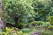 Garden in summer - stone wall and blooming garden plants