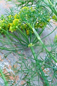Dill with flowers (anethum graveolens)