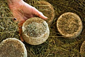 South Tyrolean hay cheese (Noagnlailich)