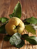 A quince with a twig