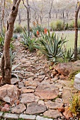 Garden path made of stone and boulders with blooming aloes