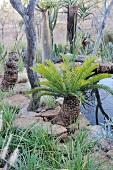 Fern palm and grasses by a pond