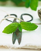 Fresh mint with a pair of herb scissors