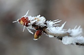 Hazel nut branch with hoarfrost